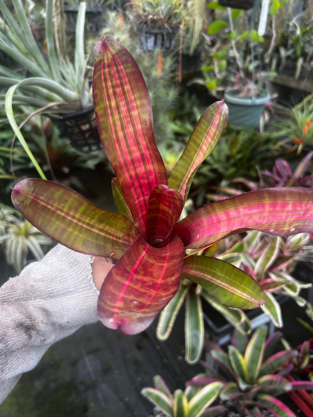 Neoregelia Elegua