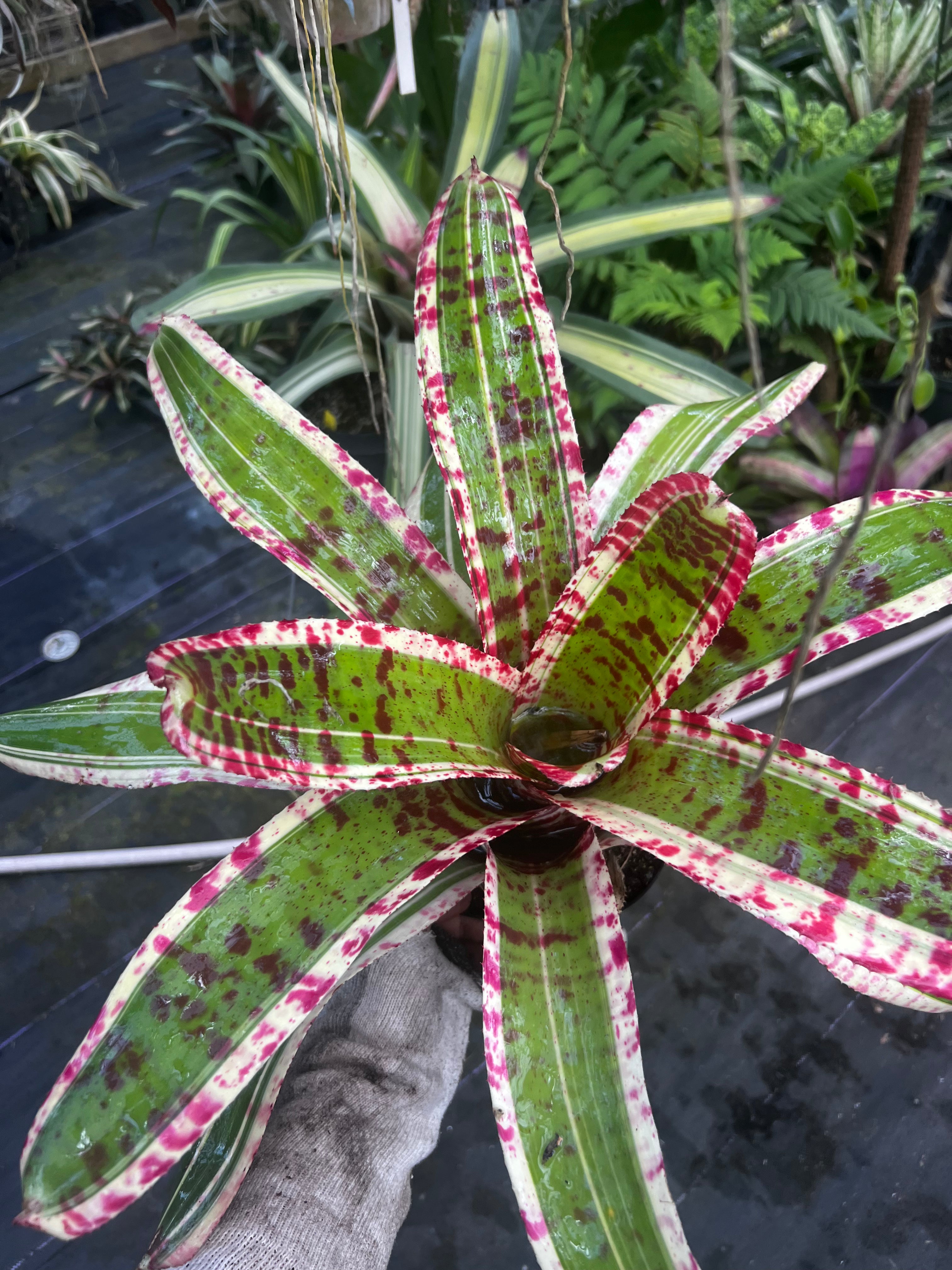 Neoregelia Invincible "Skotak"