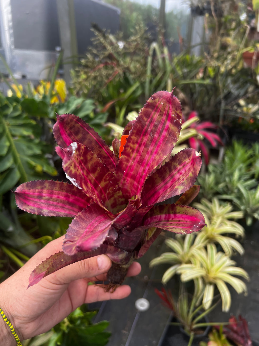 Neoregelia Pyromania "Skotak"