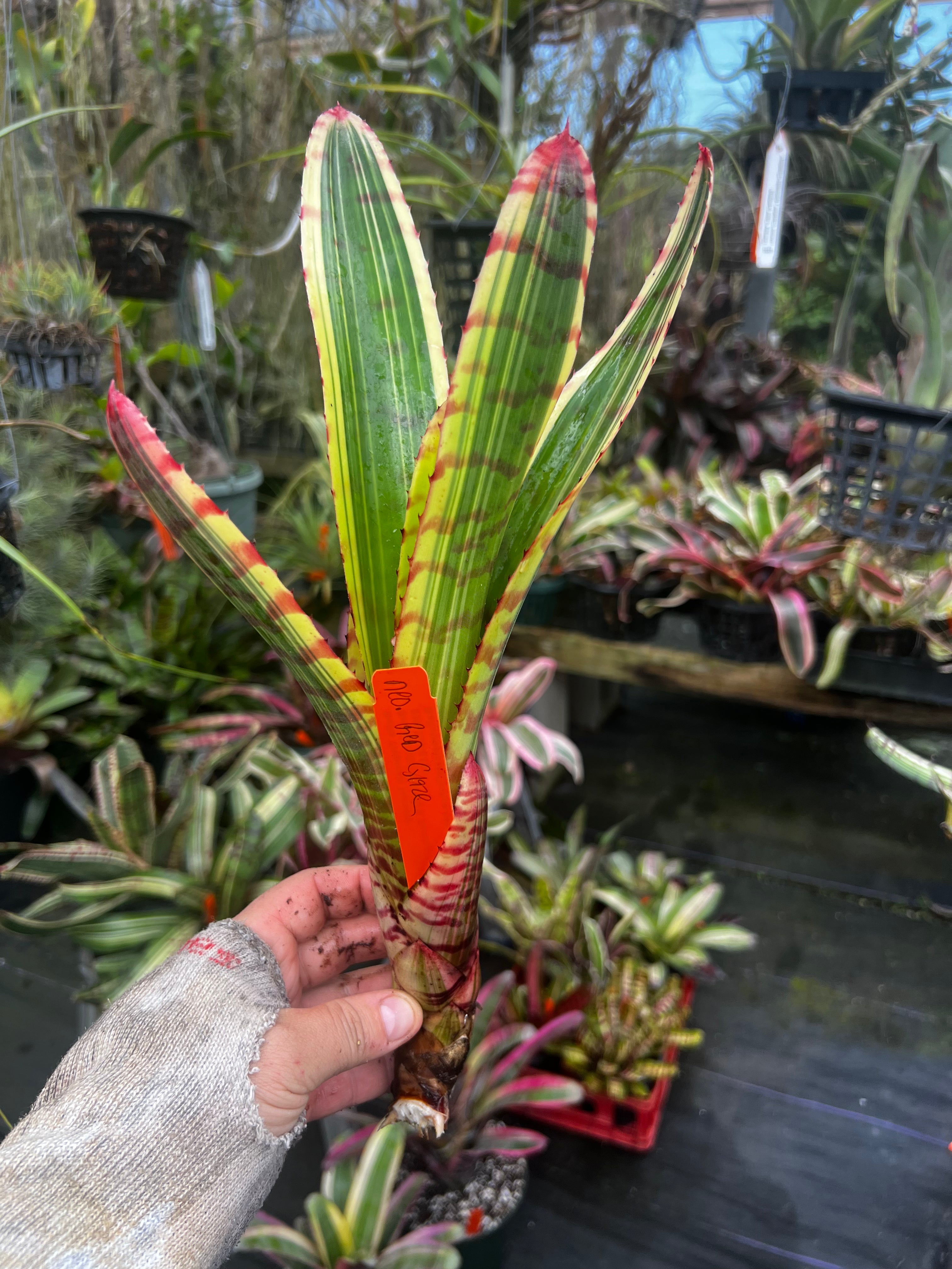 Neoregelia Red Glaze "Skotak"