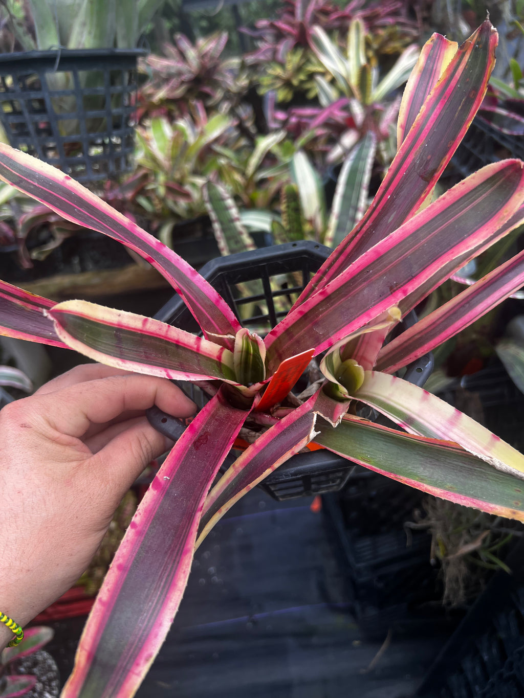 Neoregelia Red Bull “Skotak”