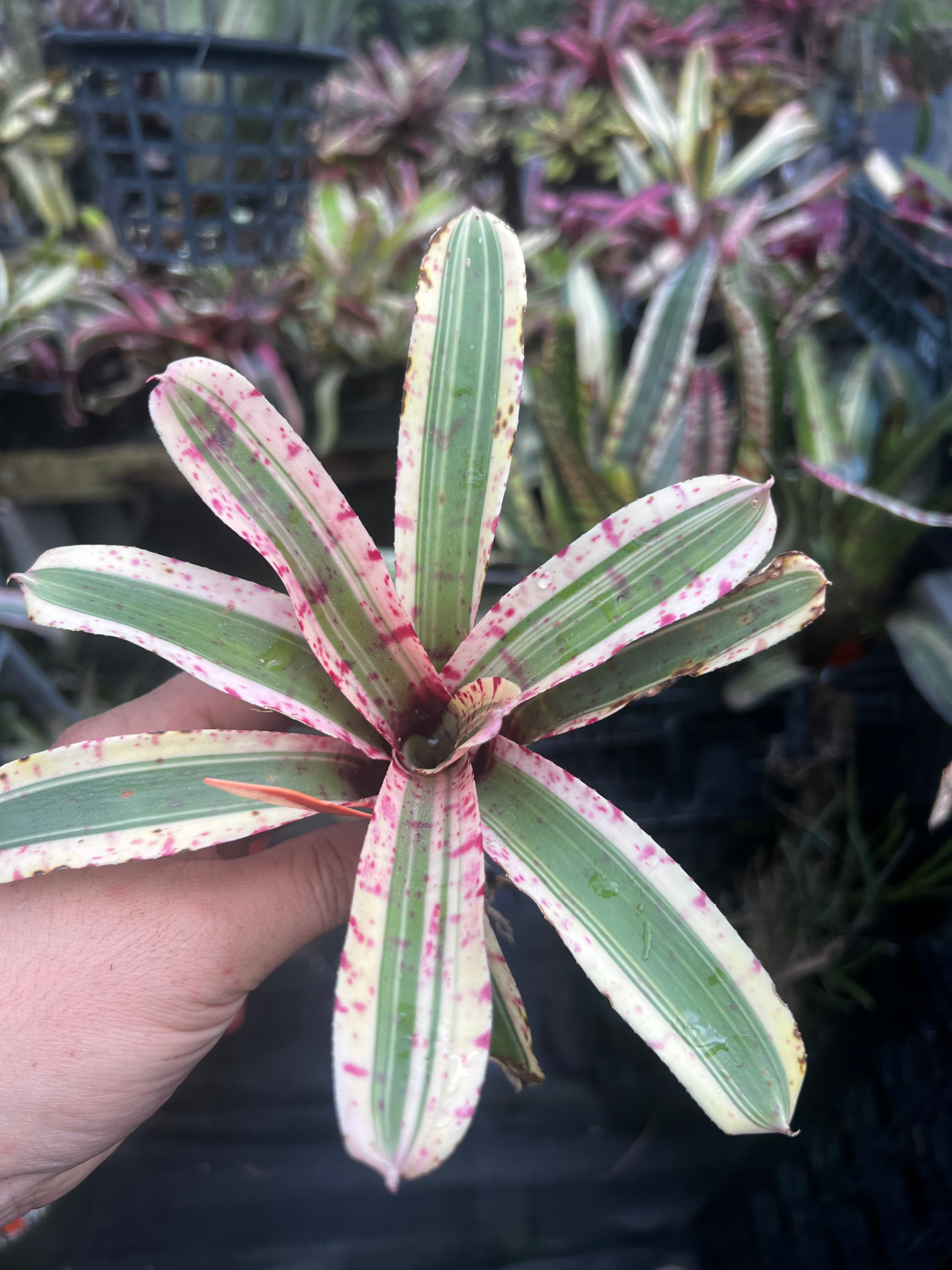 Neoregelia Alien “Skotak”