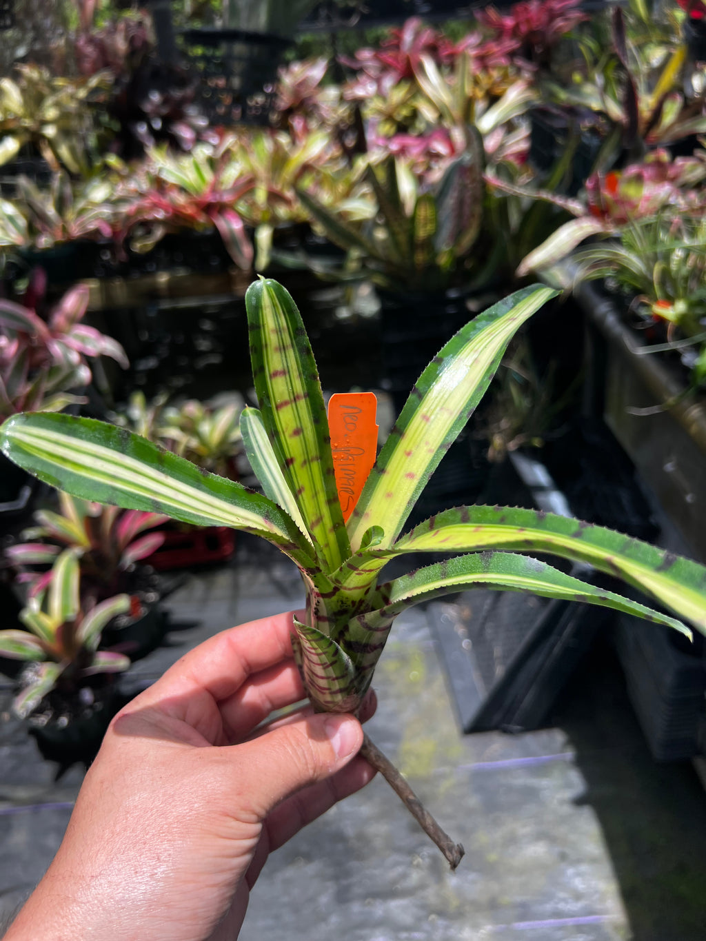 Neoregelia Palmares “Skotak”
