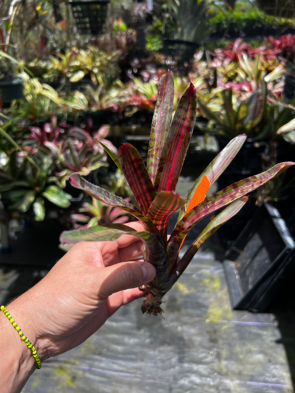 Neoregelia Intense Heat