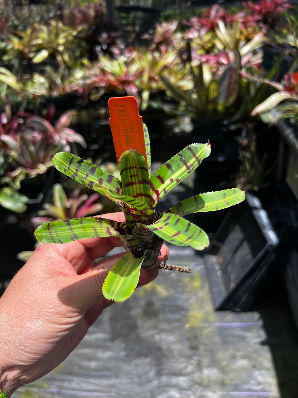 Neoregelia. Lime Fire "Skotak"