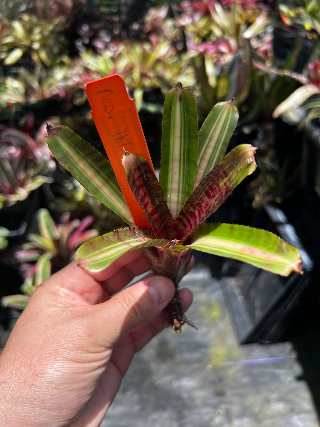 Neoregelia Hot Embers "Skotak"