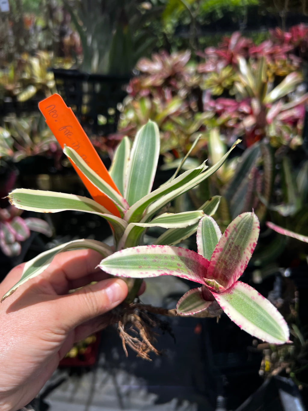 Neoregelia. Fire In The Hole "Skotak"