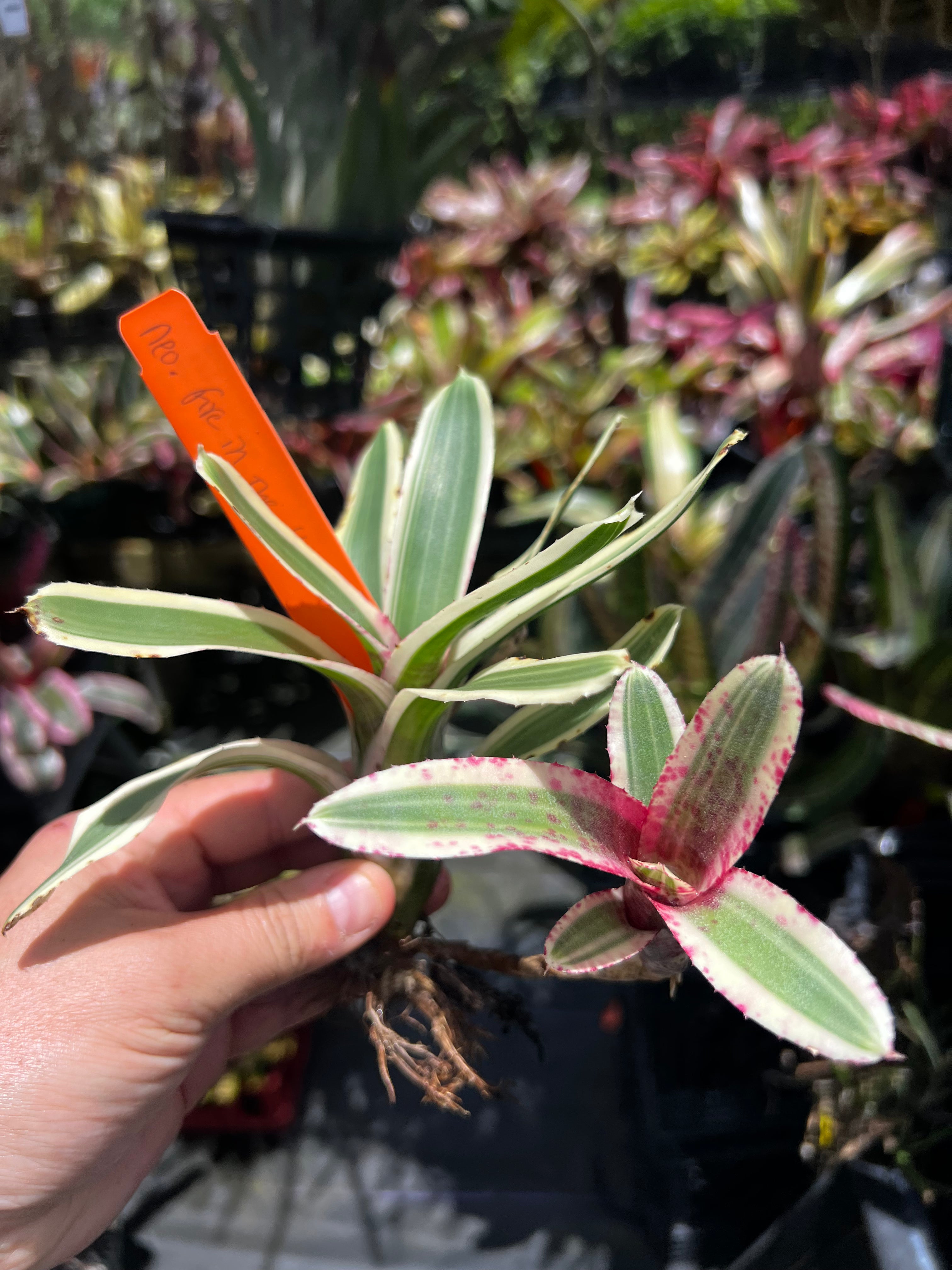 Neoregelia. Fire In The Hole "Skotak"