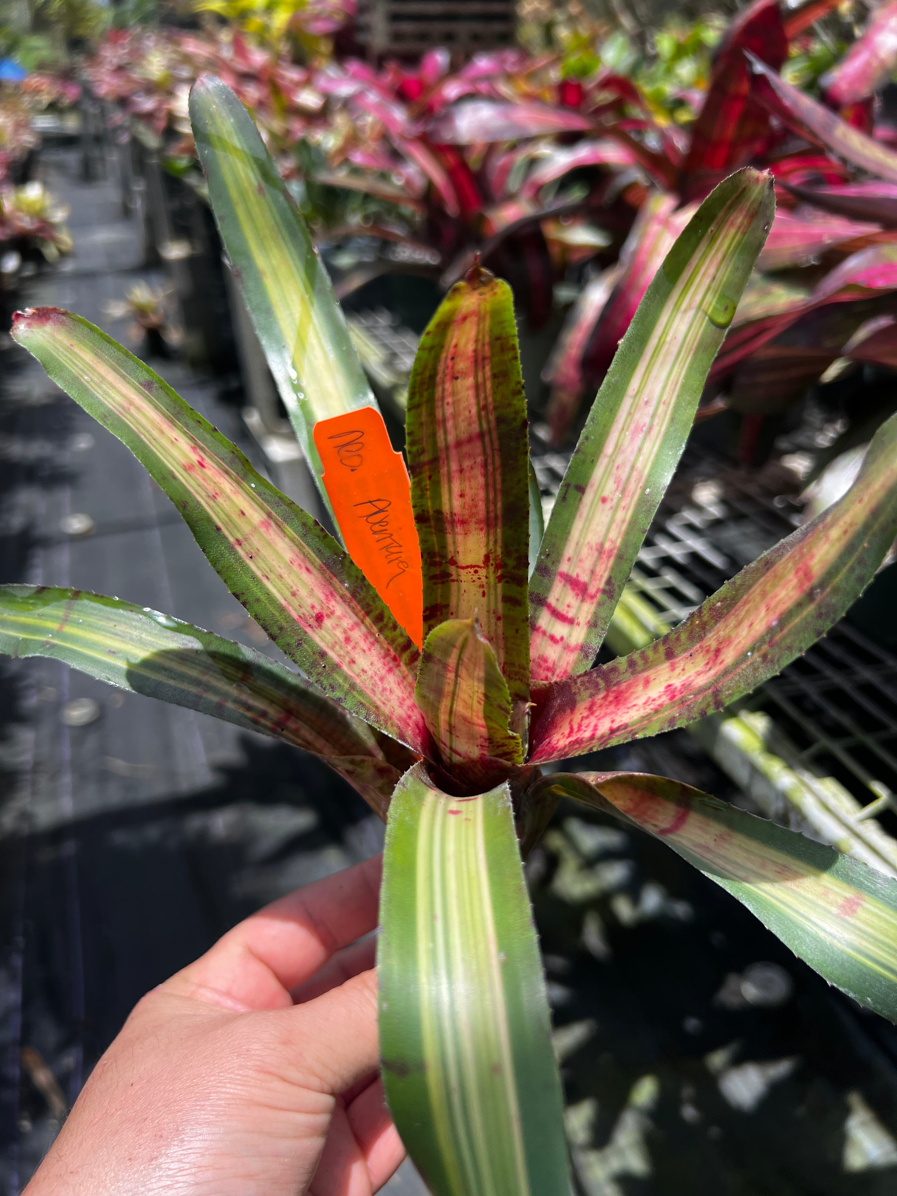 Neoregelia Aventura "Skotak"