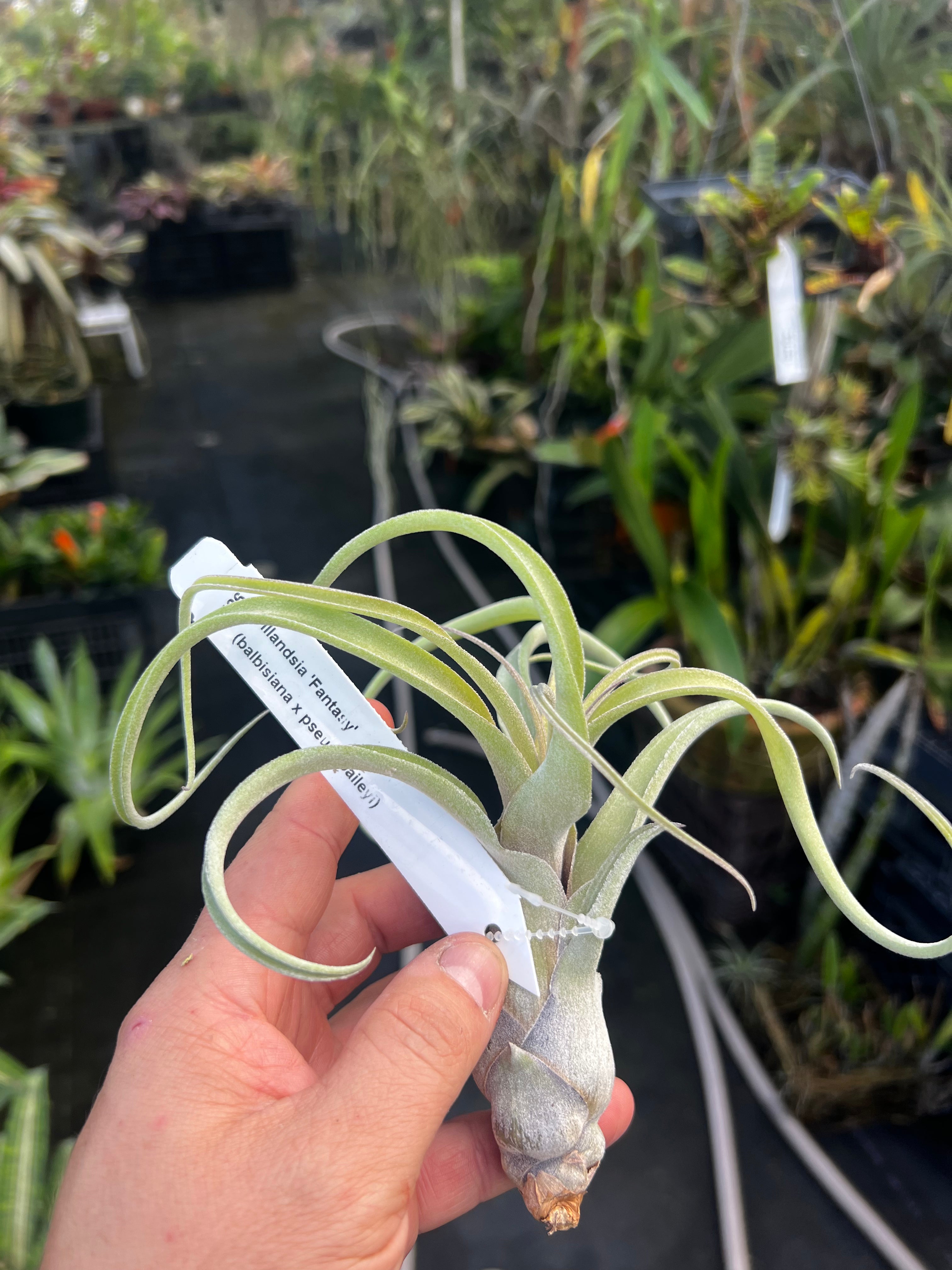 Tillandsia Fantasy