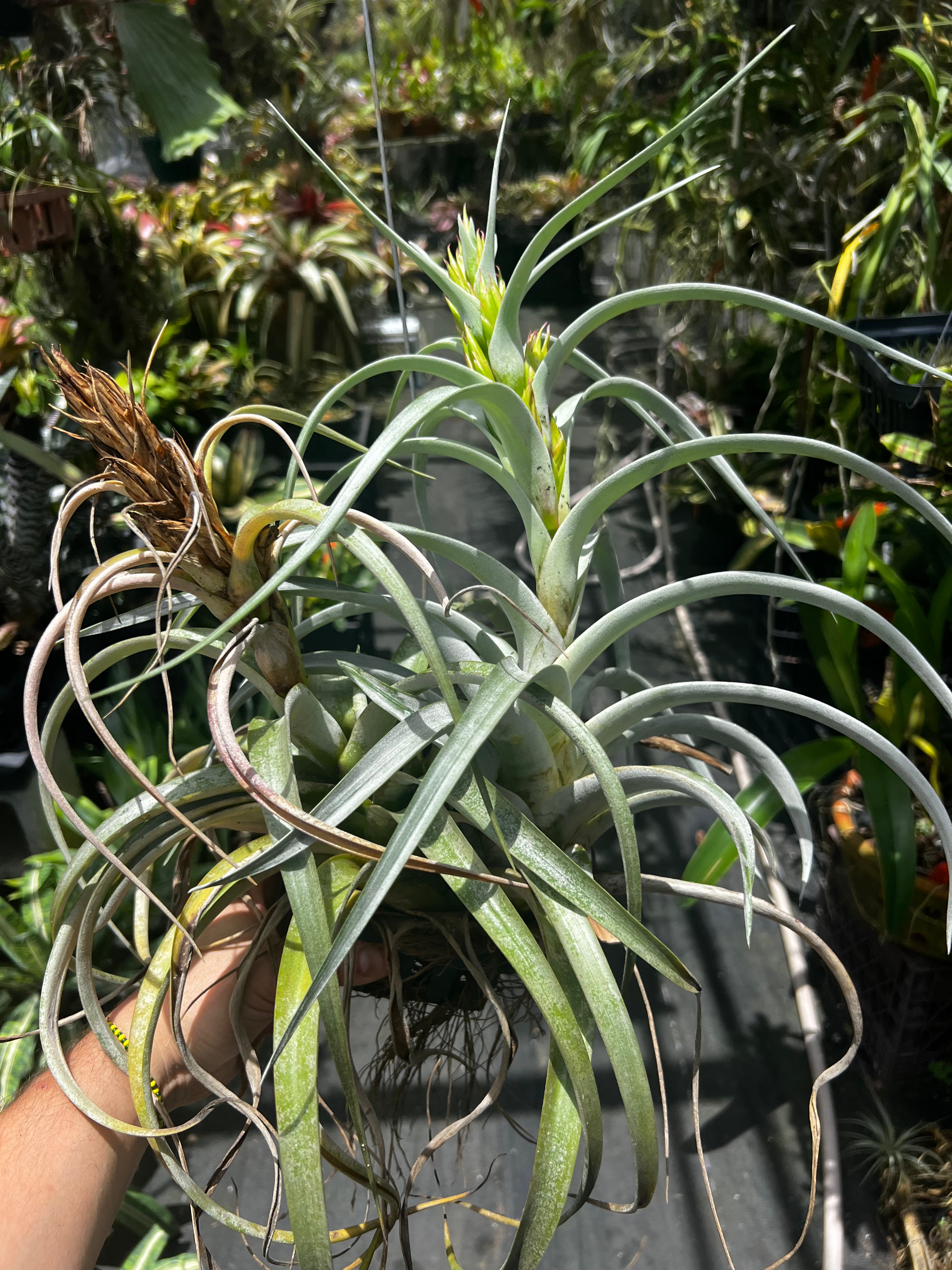 Tillandsia El Rancho