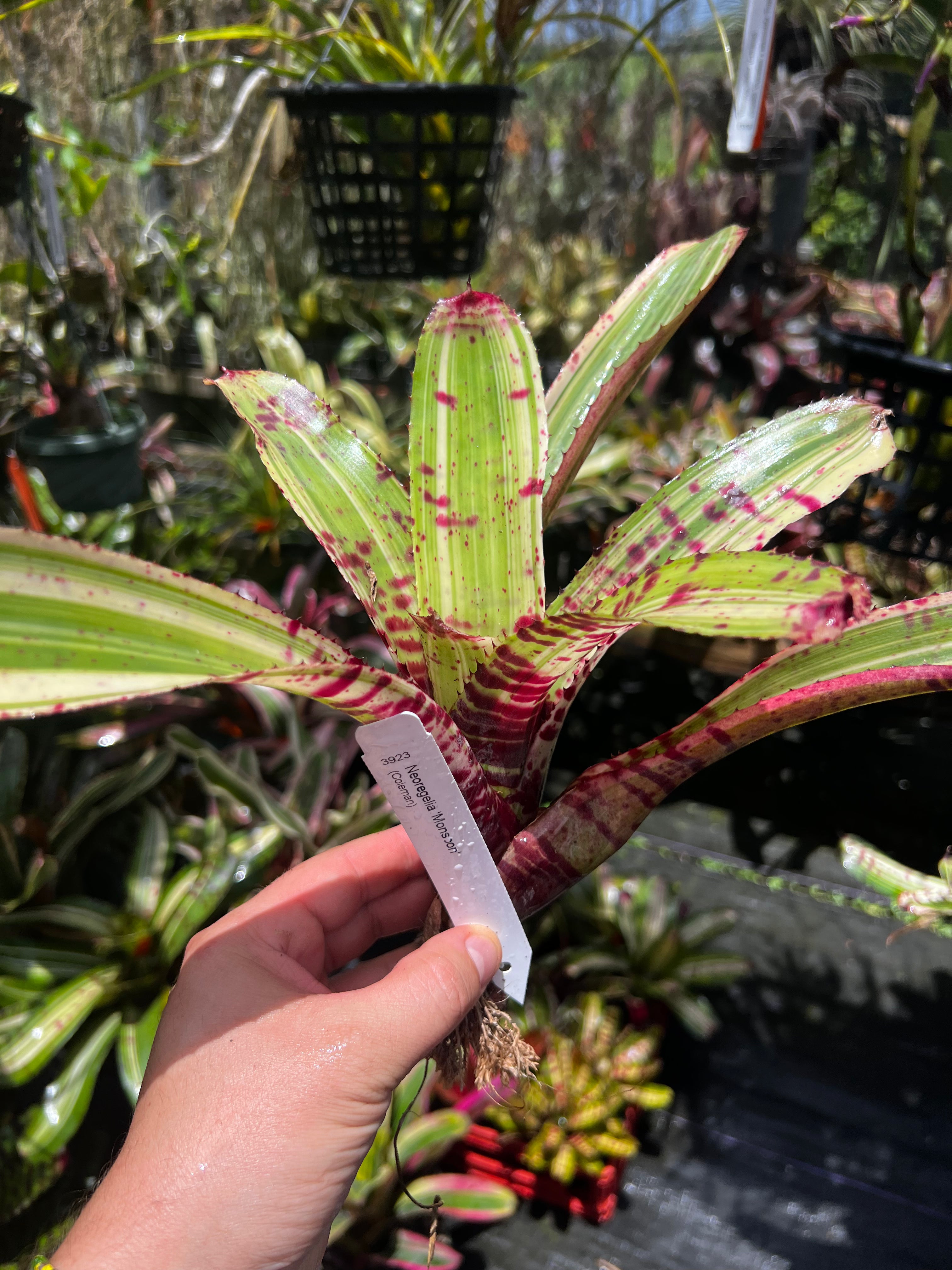 Neoregelia Monsoon "Coleman"