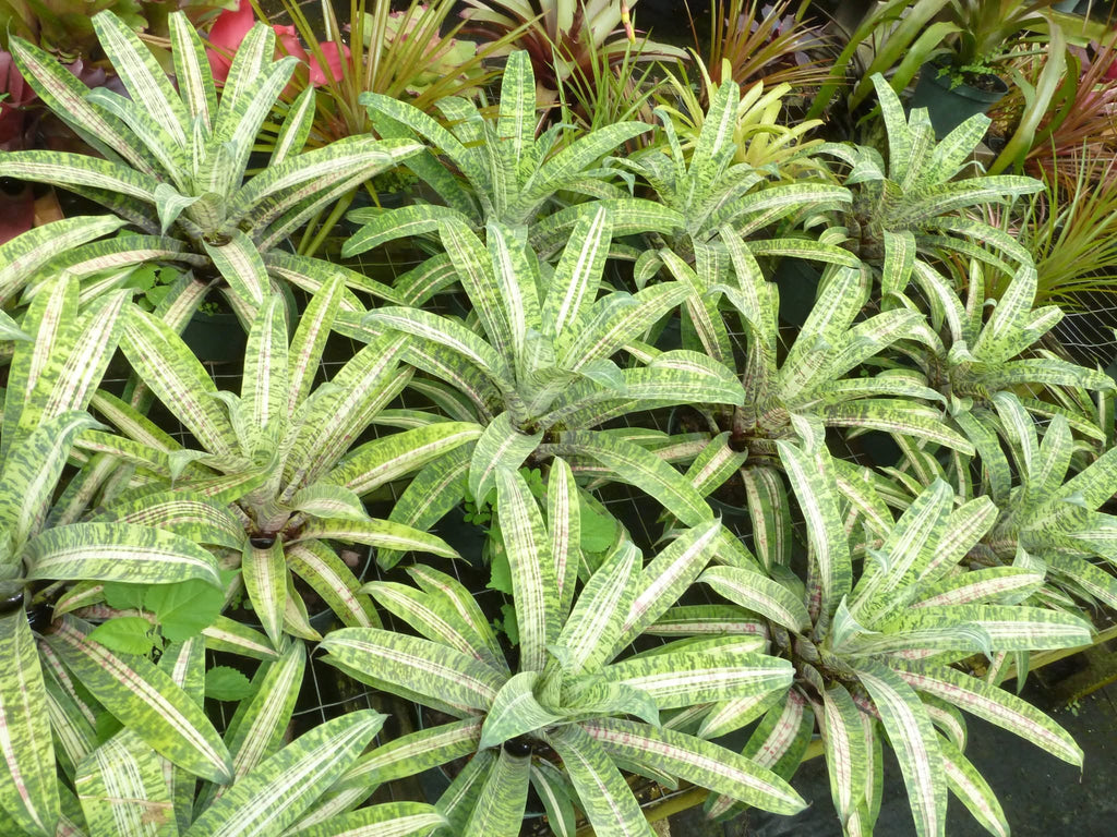 Vriesea Josepha Leon