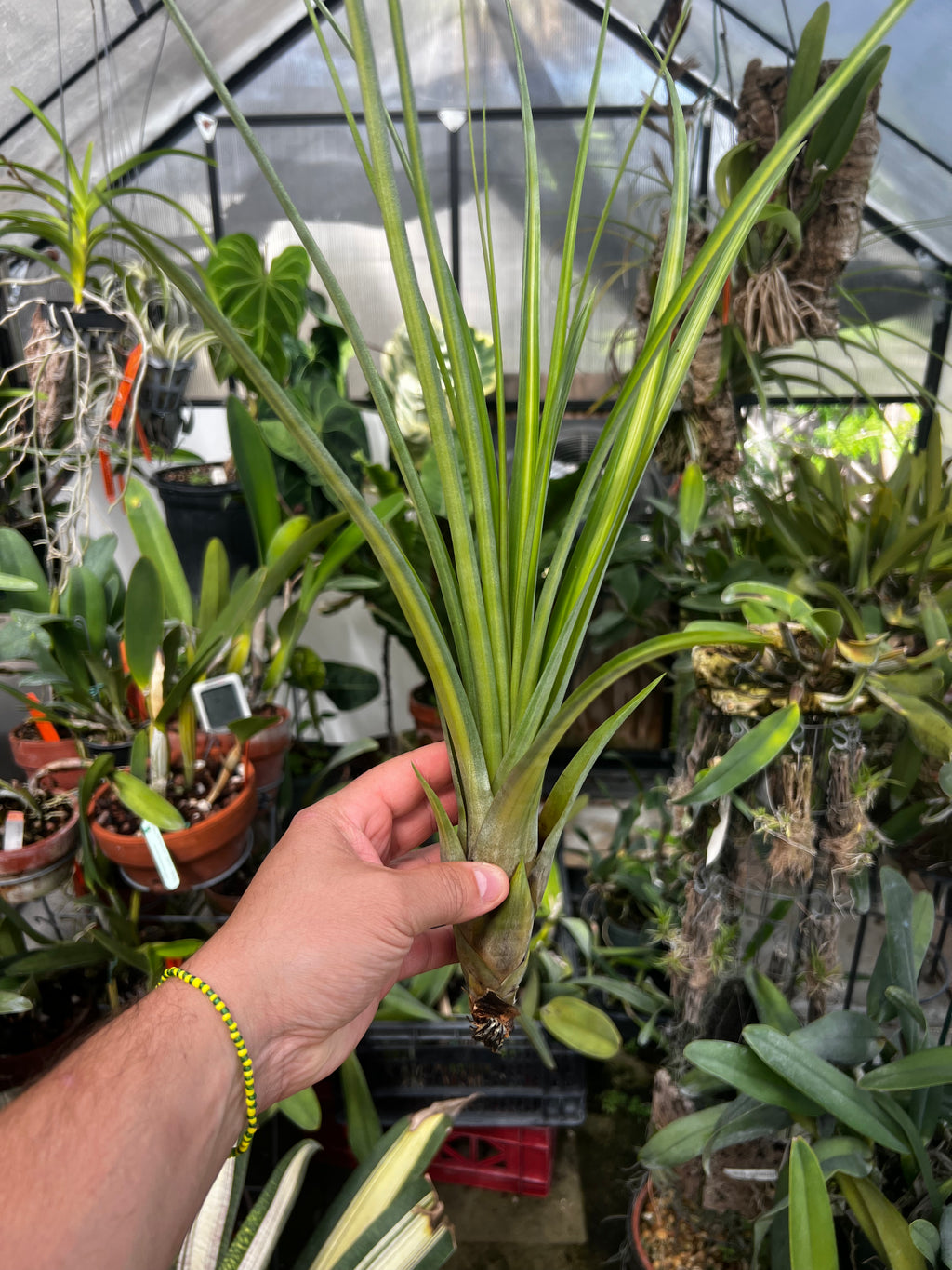 Tillandsia Long Tall Sally