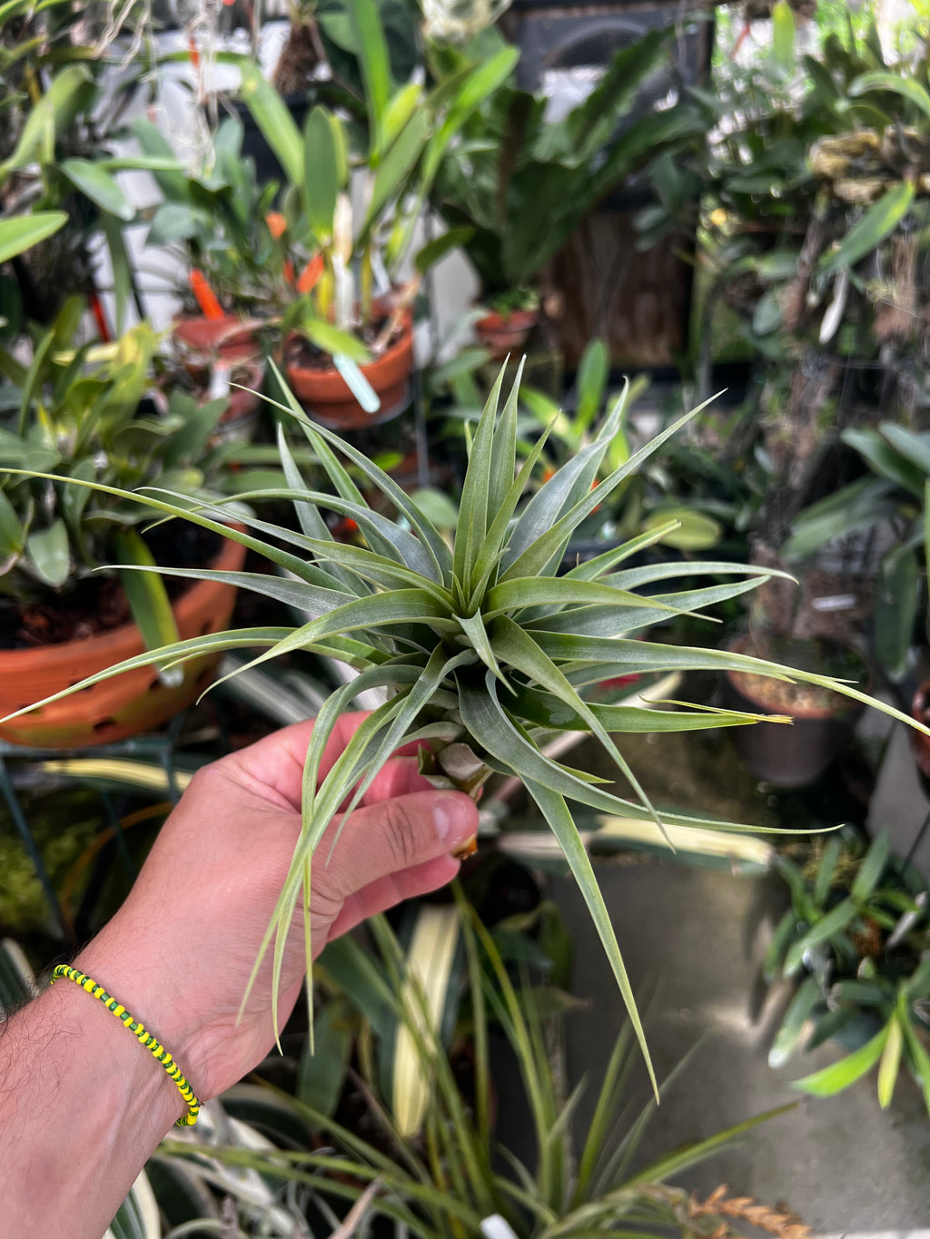 Tillandsia Latifolia Divaricate "Hard Leaf"