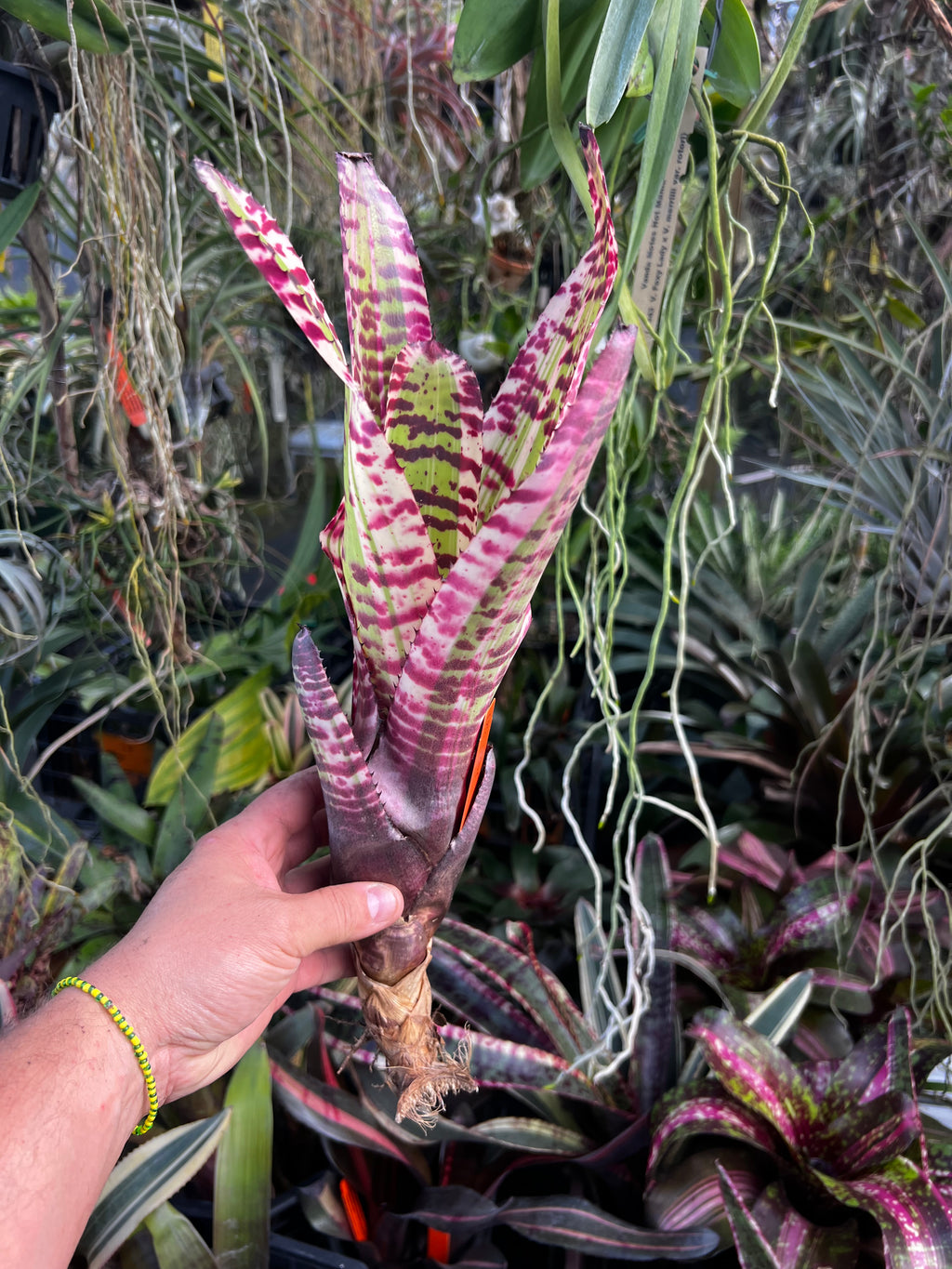 Neoregelia Uproar “Skotak”
