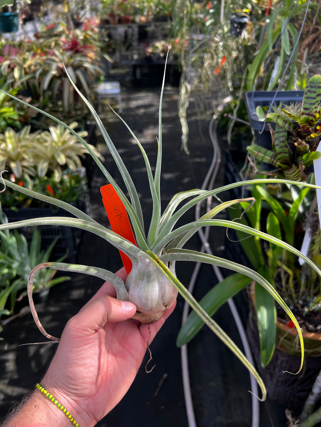 Tillandsia Lucille