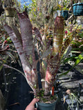 Billbergia Rings Of Saturn