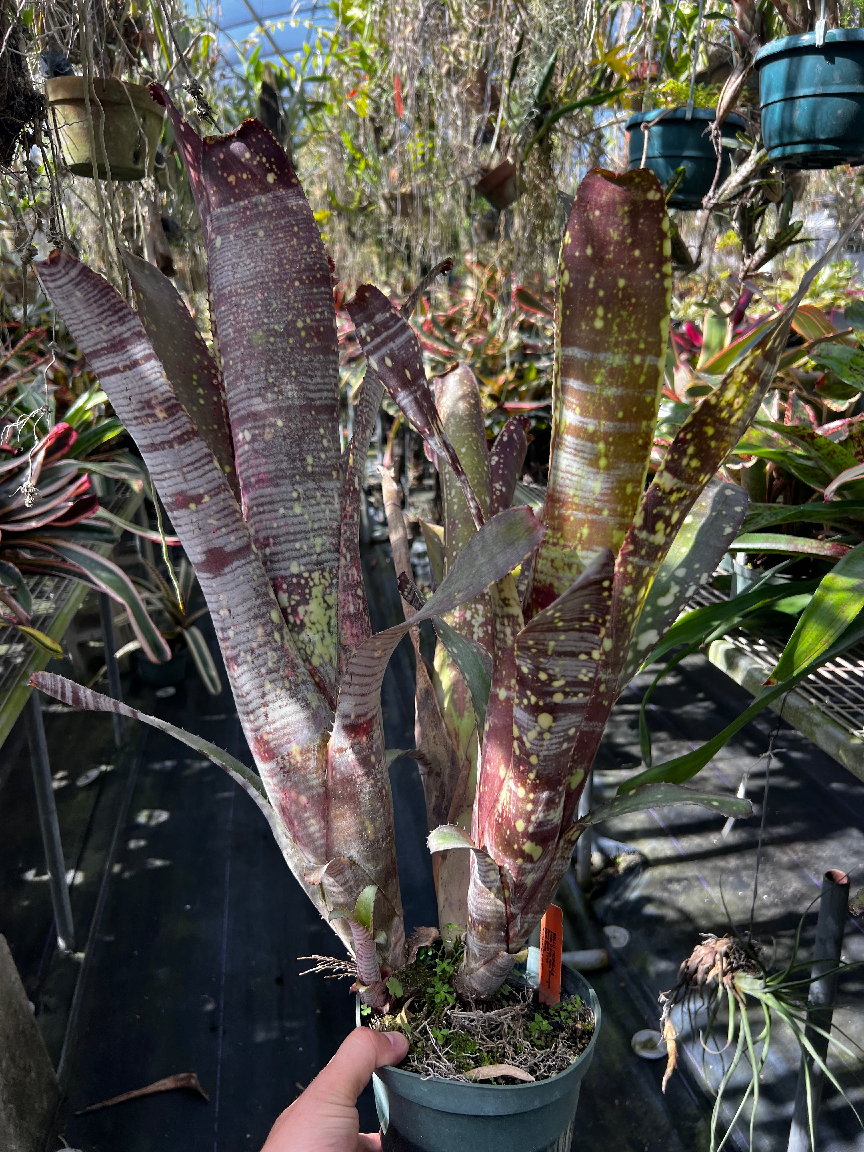 Billbergia Rings Of Saturn