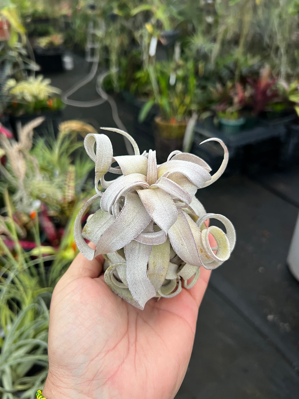 Tillandsia Red Robin