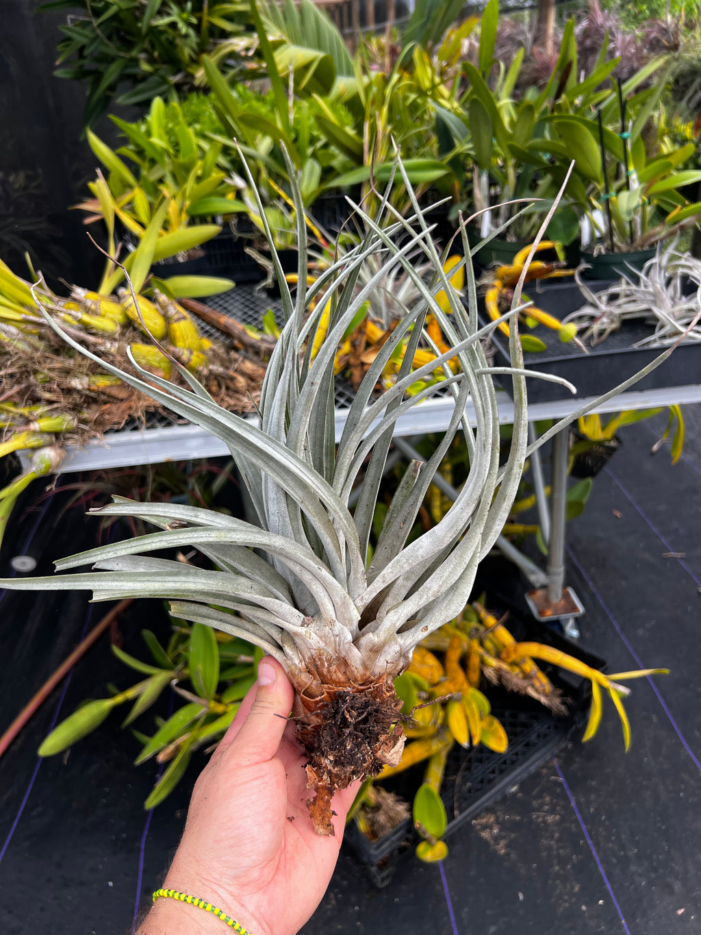 Tillandsia Bartolo