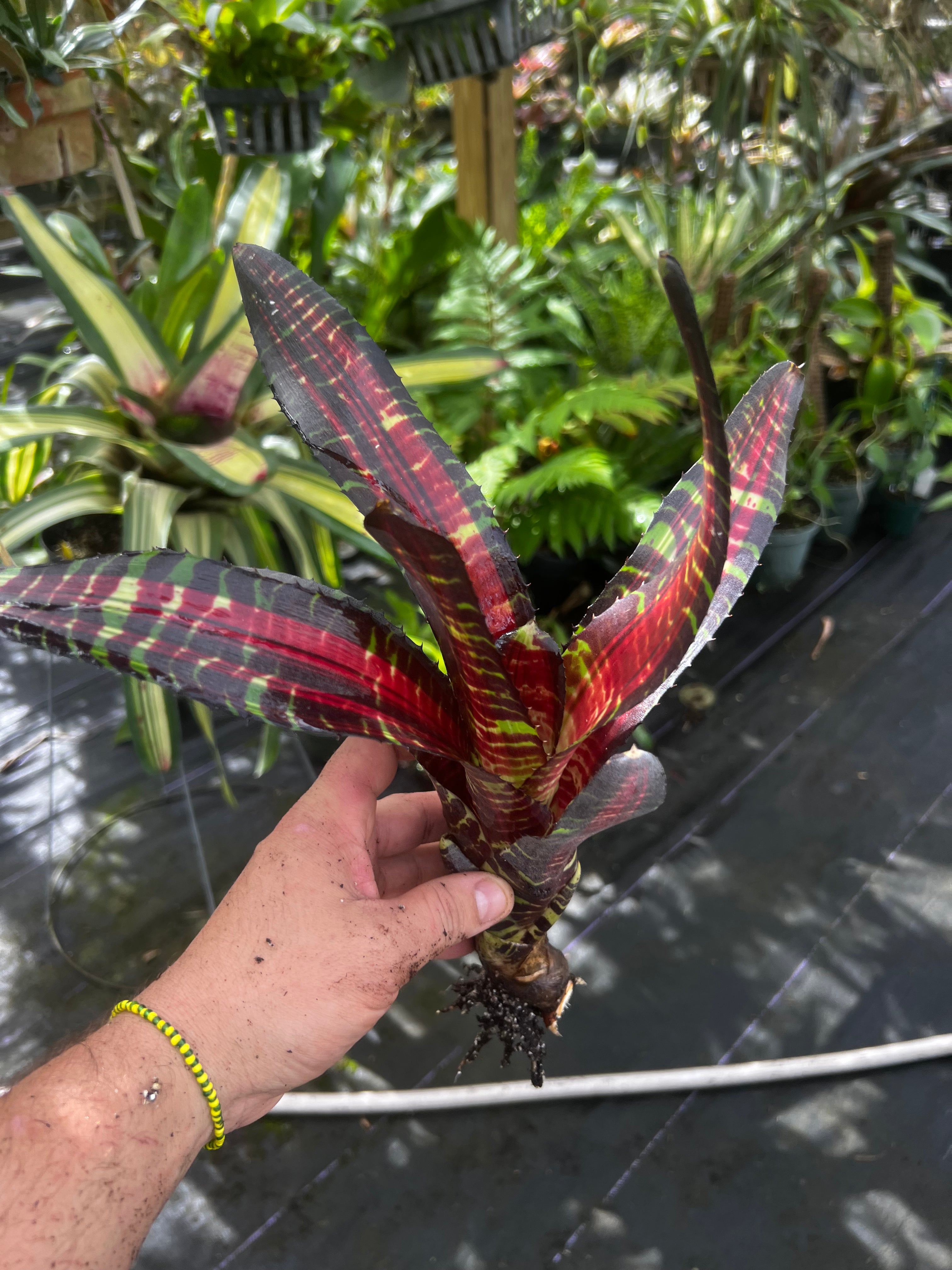 Neoregelia Wizardry “Skotak”