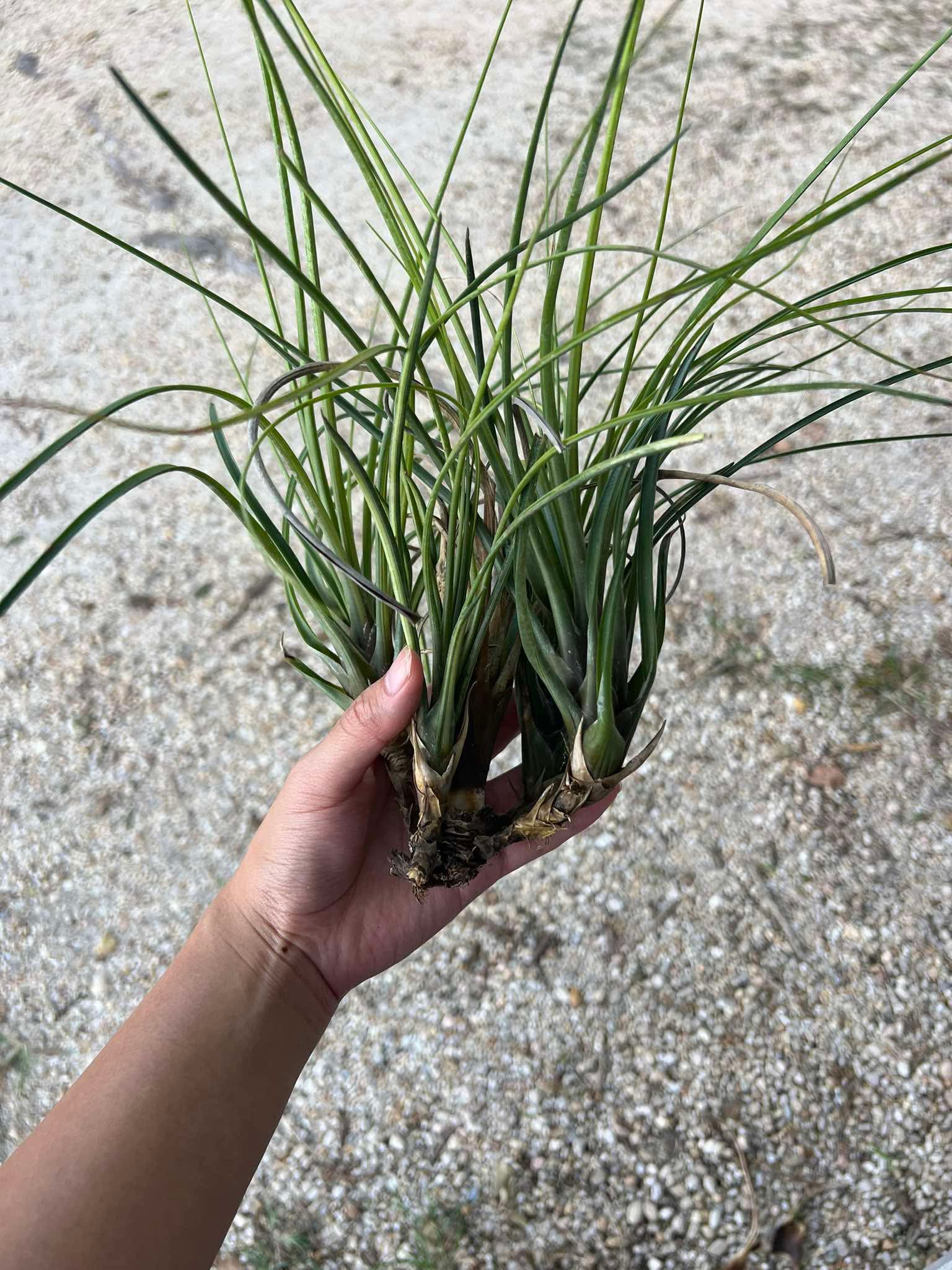 Tillandsia Hawaiian Classic