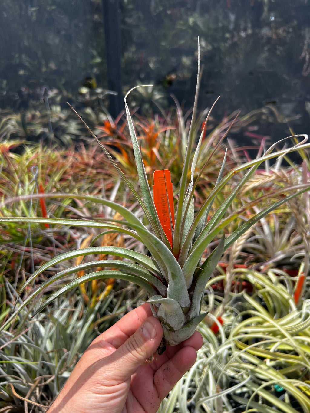 Tillandsia Audacious