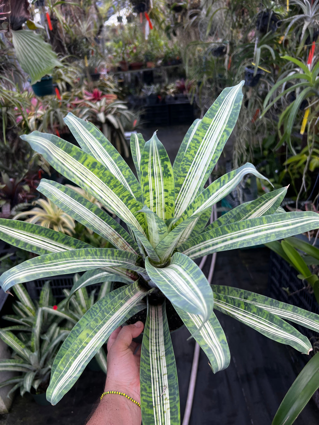 Vriesea Josepha Leon