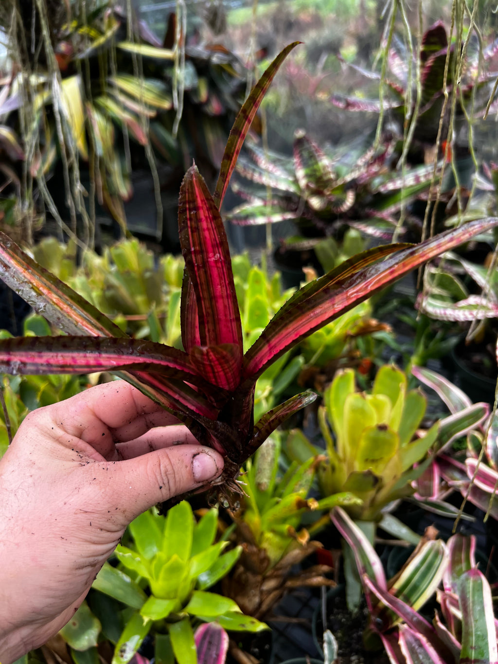 Neoregelia Code Red “Skotak”