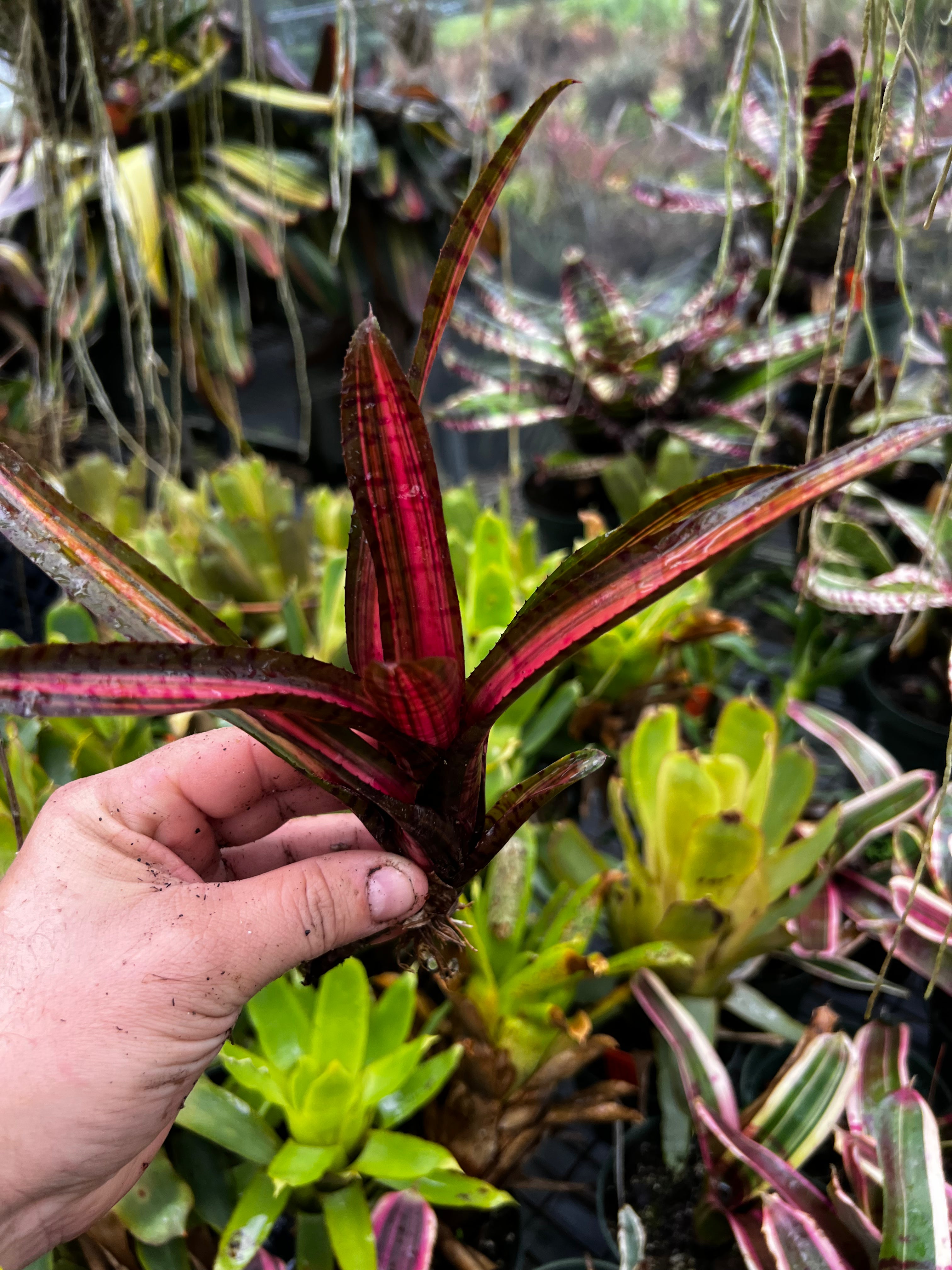 Neoregelia Code Red “Skotak”