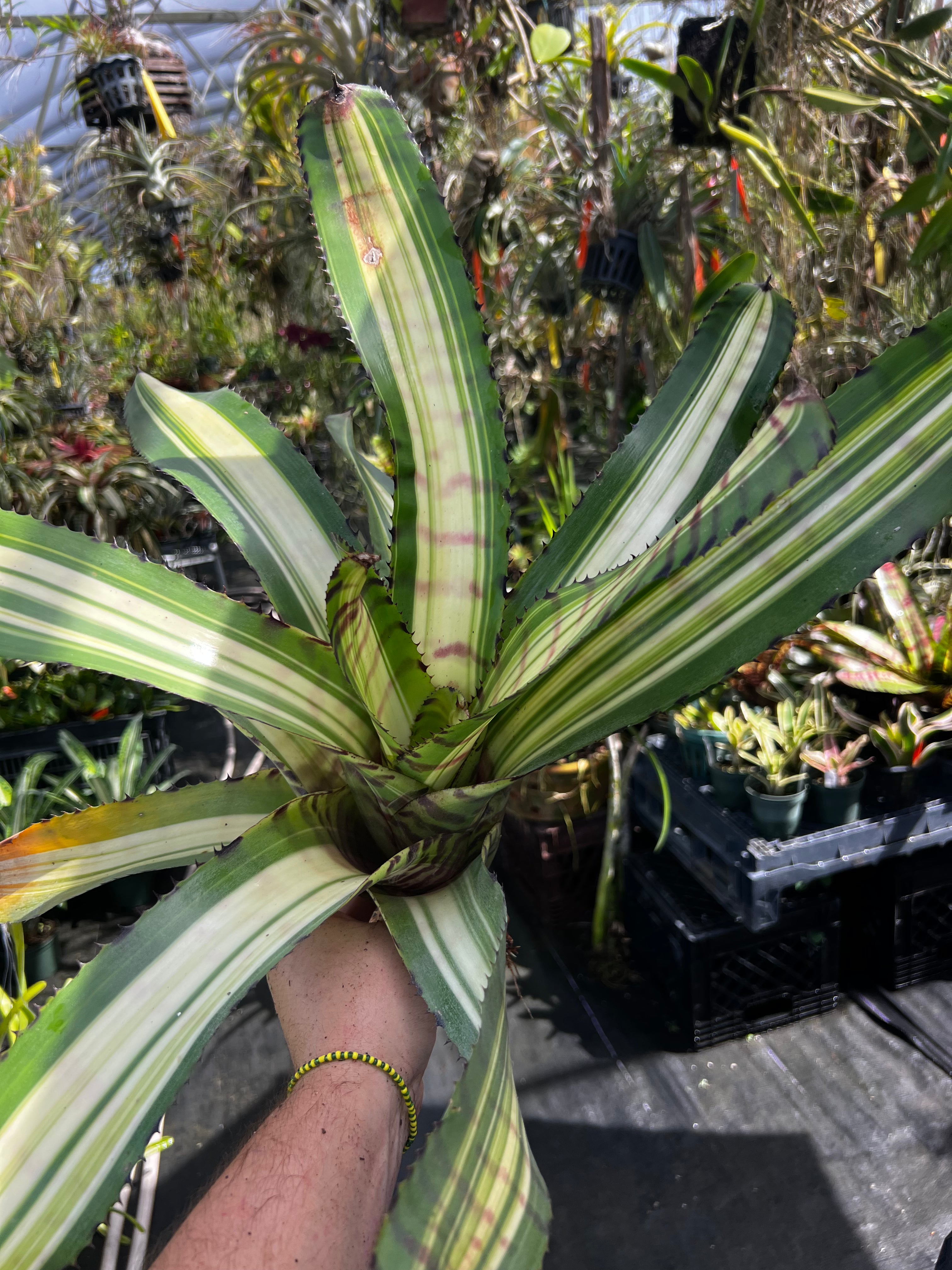 Neoregelia Contraband “Skotak”