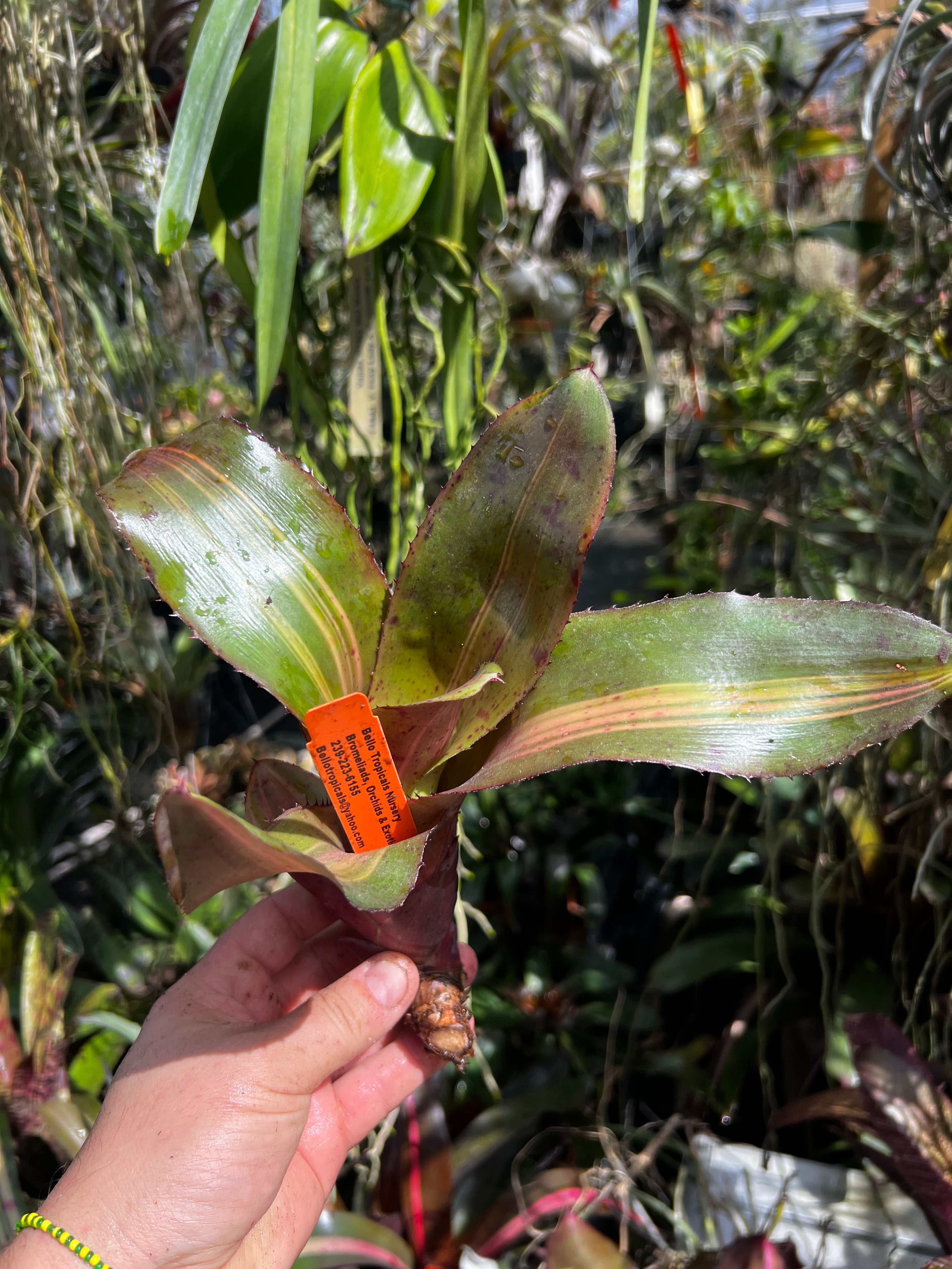 Neoregelia Hot Cargo "Skotak"