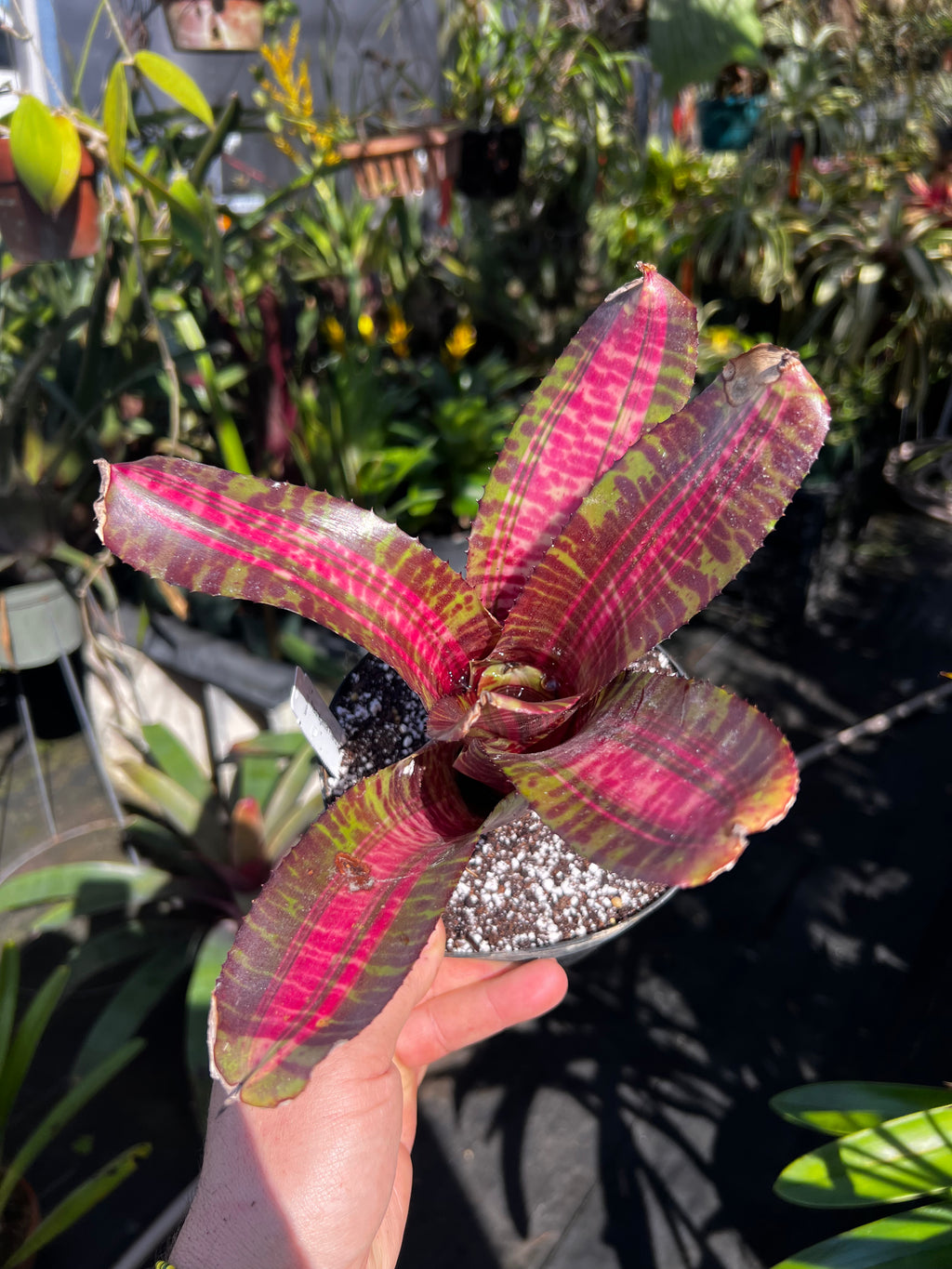 Neoregelia Frenzy "Skotak"