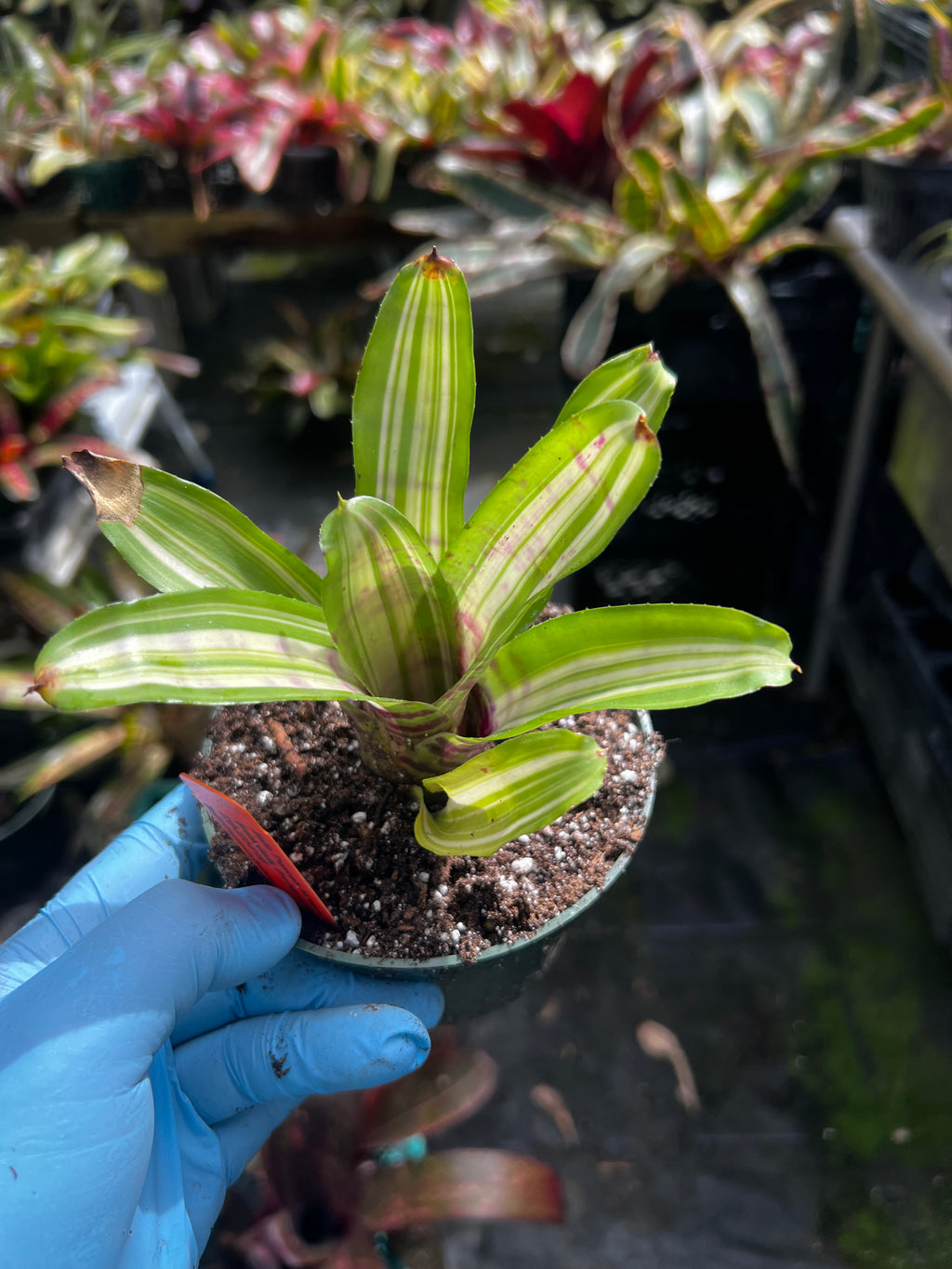 Neoregelia Blueberry Truffle Variegated