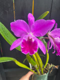 Cattleya Jenmanii Rubra "Ptantepui"