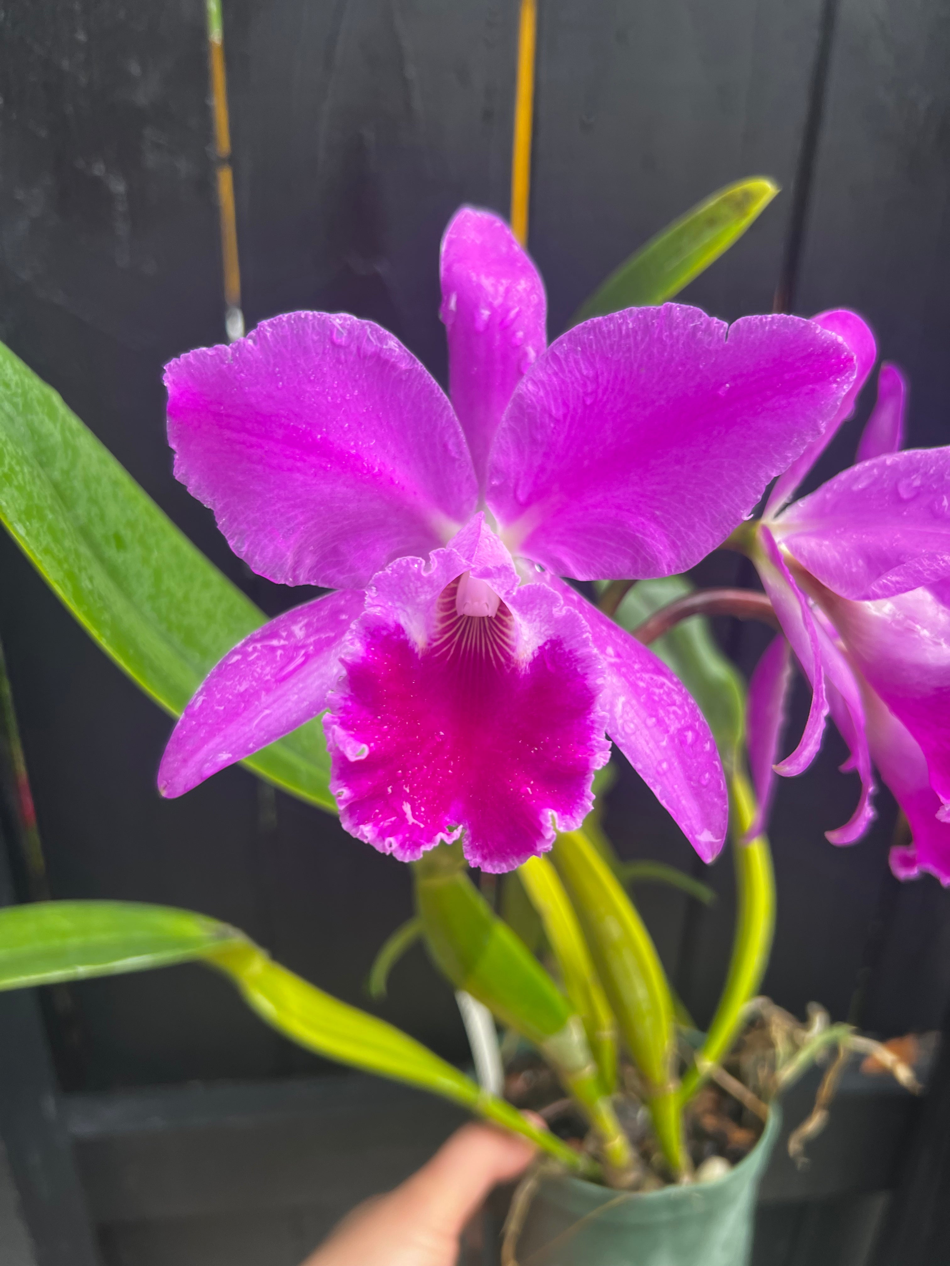 Cattleya Jenmanii Rubra "Ptantepui"