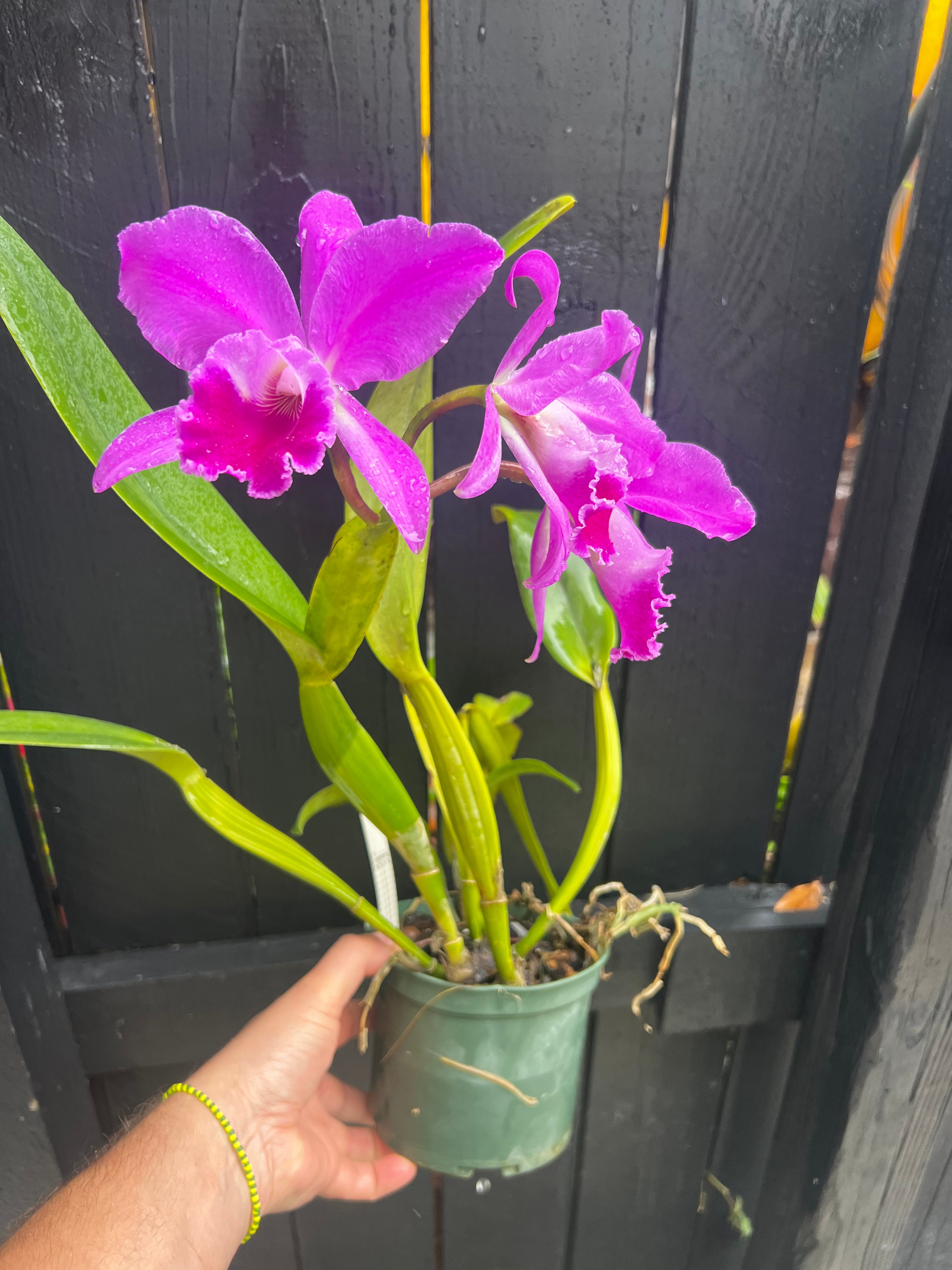 Cattleya Jenmanii Rubra "Ptantepui"