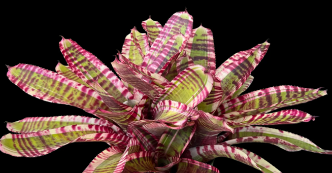 Neoregelia Inmortal Tiger " Skotak"