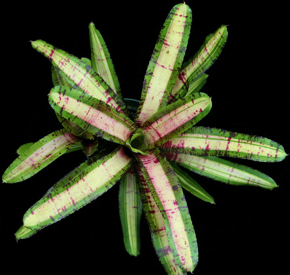 Neoregelia Aventura "Skotak"