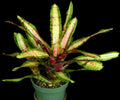 Neoregelia Aventura "Skotak"