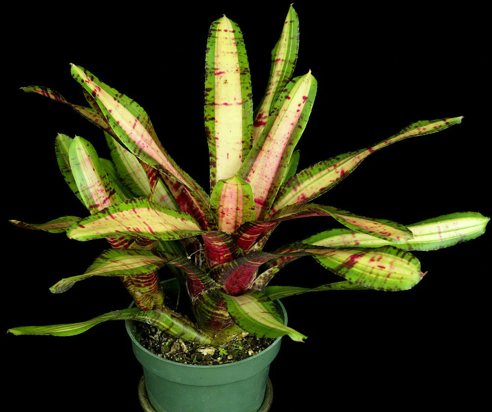 Neoregelia Aventura "Skotak"
