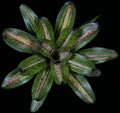 Neoregelia Bachata "Skotak"