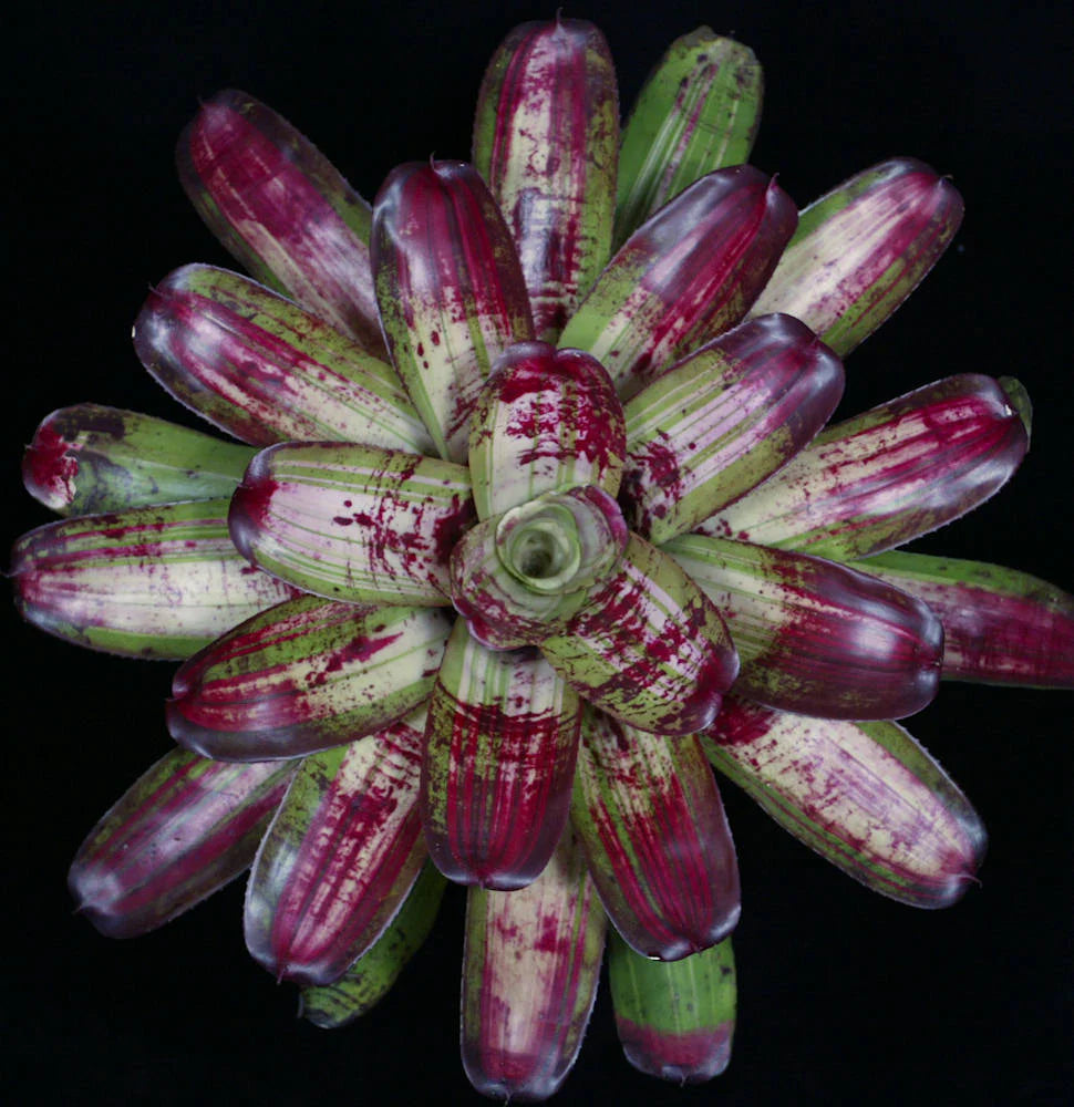Neoregelia Bad Boy Brian