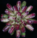 Neoregelia Bad Boy Brian