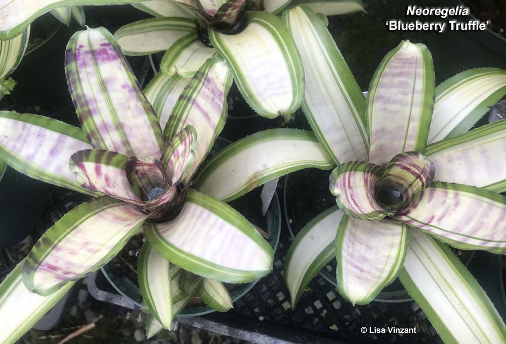 Neoregelia Blueberry Truffle Variegated