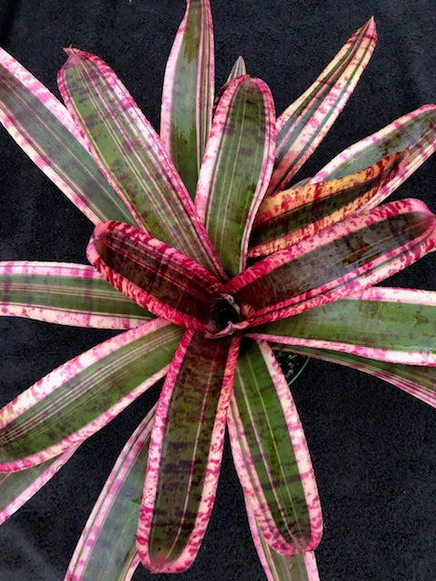 Neoregelia Electra "Skotak"