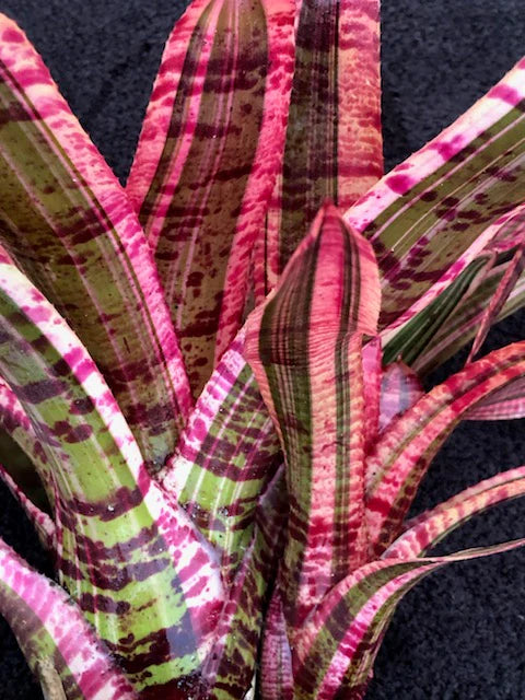 Neoregelia Electra "Skotak"