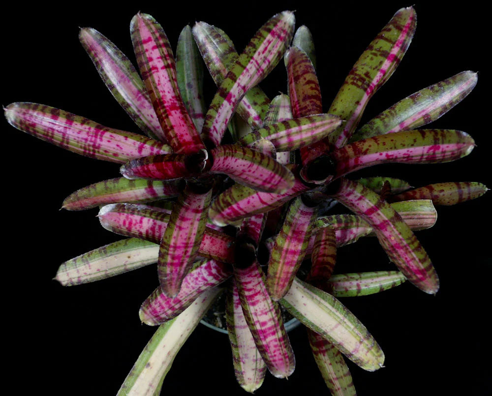 Neoregelia Hot Embers "Skotak"