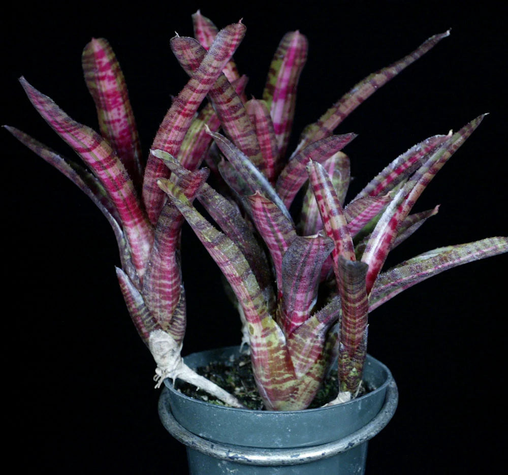 Neoregelia Hot Embers "Skotak"
